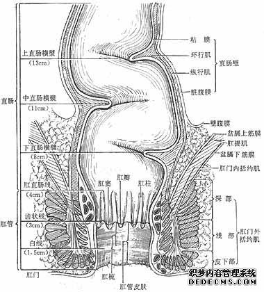 便秘有哪些危害